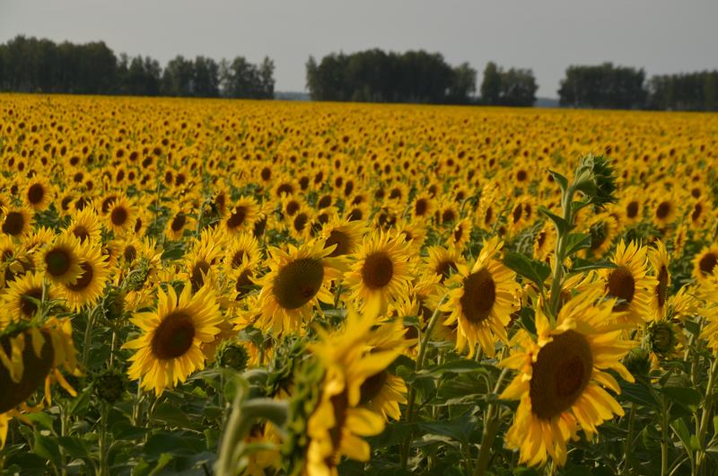 [+55.123214 +75.483842]