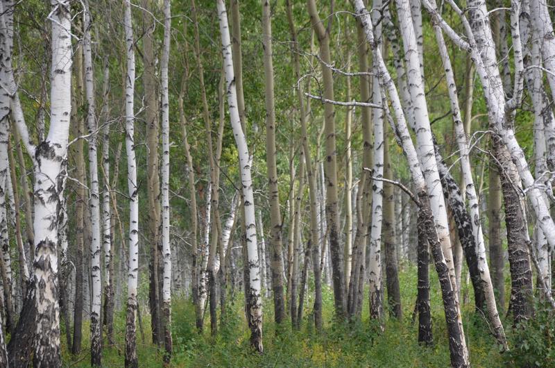 [+53.099536 +102.959550]